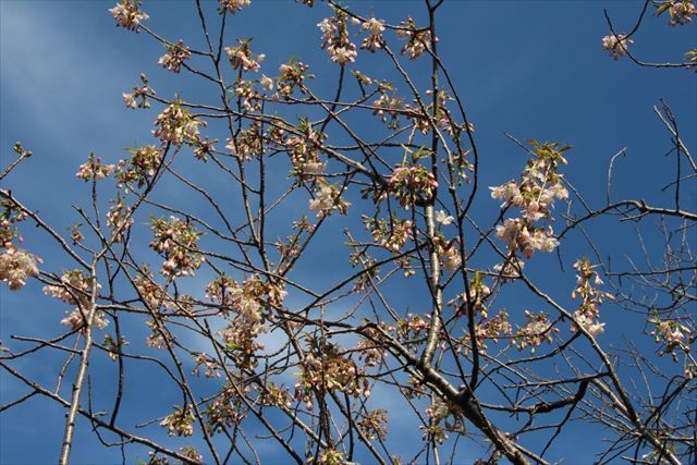 ヒマラヤ桜1