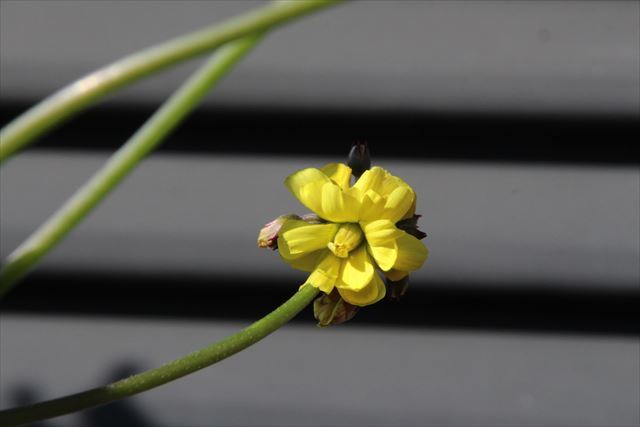 八重咲き黄花オキザリス