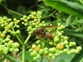 コアシナガバチ
