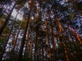 檜林の夕陽