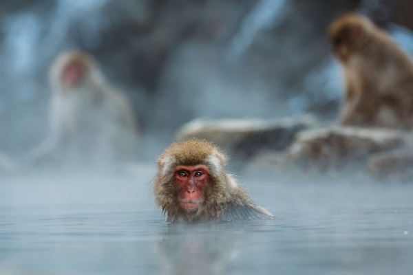 macaque-1846731_640.jpg