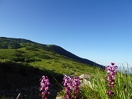 北ノ俣岳とヨツバシオガマ