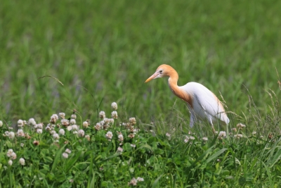 アマサギ