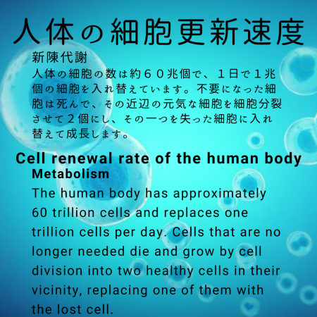 人体の細胞更新速度 - 1