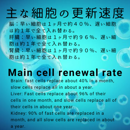 人体の細胞更新速度 - 4