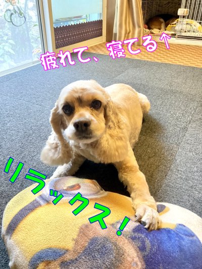 8落ち着きルル230527