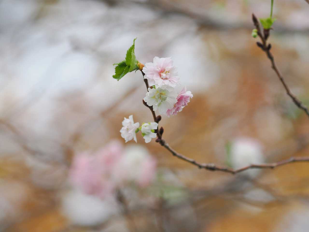 植物園季節外れの桜 2023年11月