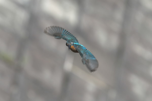 _DSC01542306178,01600360