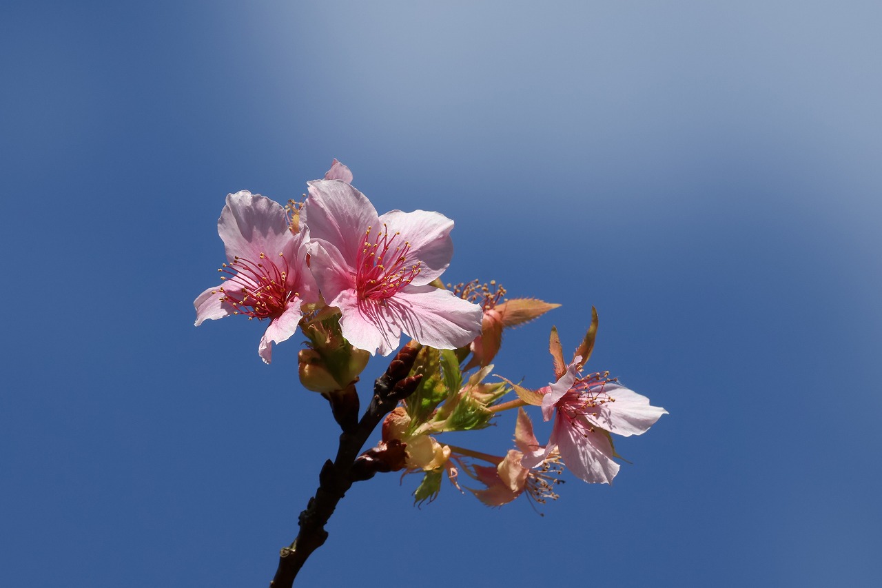 カワヅ桜・1