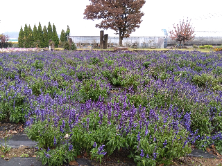 紫サルビア