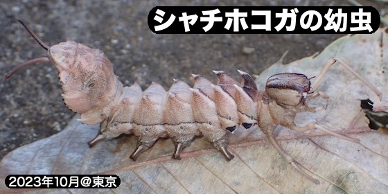 10シャチホコガ幼虫A