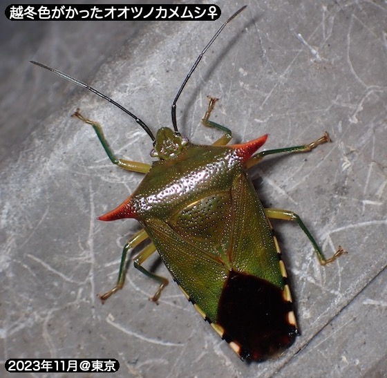 オオツノカメムシも越冬色へ他 | チャンネルF＋