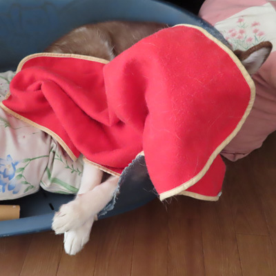 毛布を被って寝るハスキー　マドレーヌ