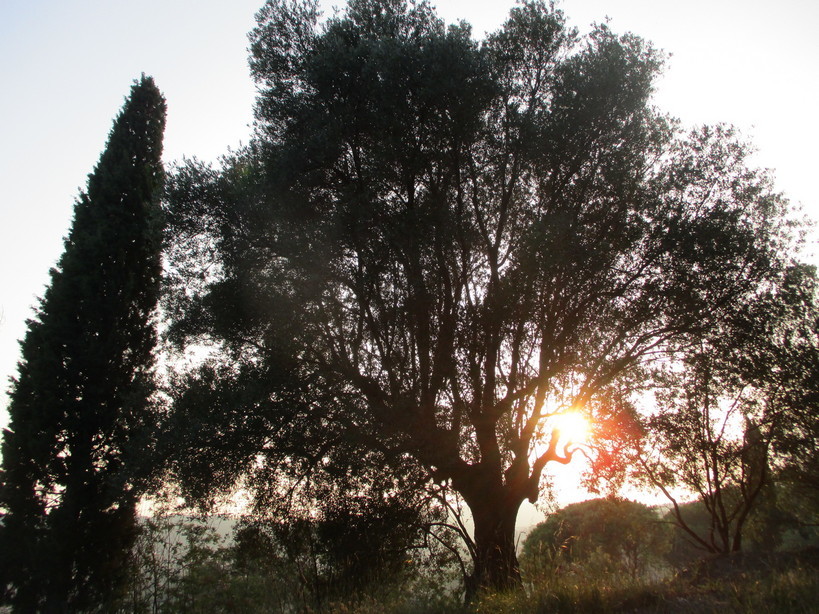 alberi_tramonto2_231007