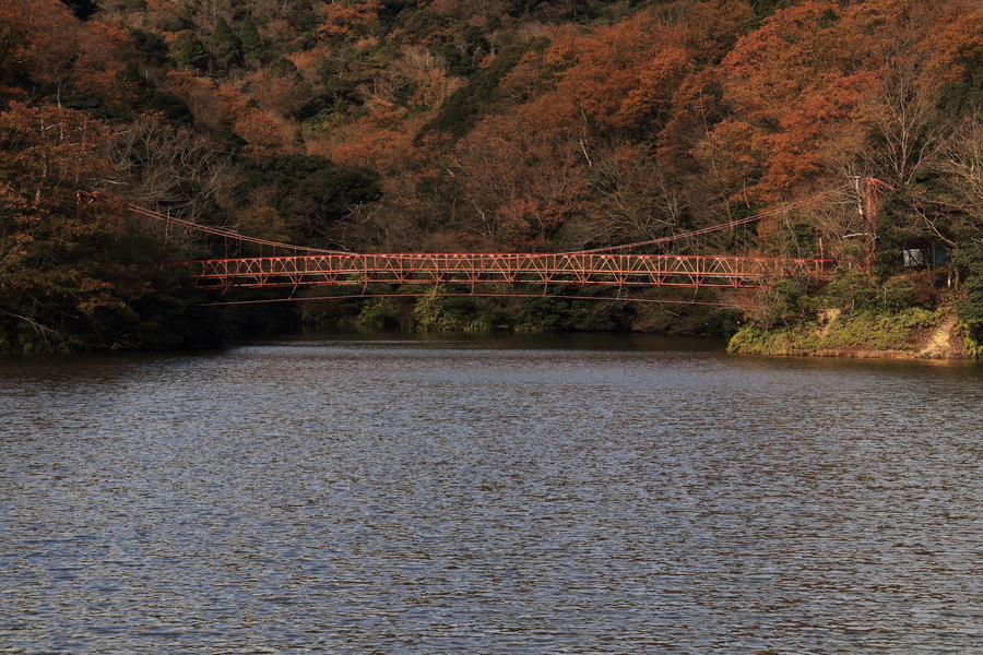 公園の池に架かる赤い吊橋があり、背景の森は赤く紅葉している写真。池の水面は風で少しさざ波立っている。