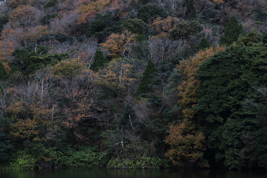 公園の池の水面が少しと森が写っている写真。秋の森は紅葉した木や葉の落ちた木、緑の木が混在している。