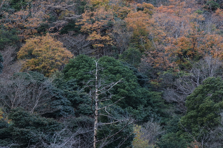 森が写っている写真。秋の森は紅葉した木や葉の落ちた木、緑の木が混在している。