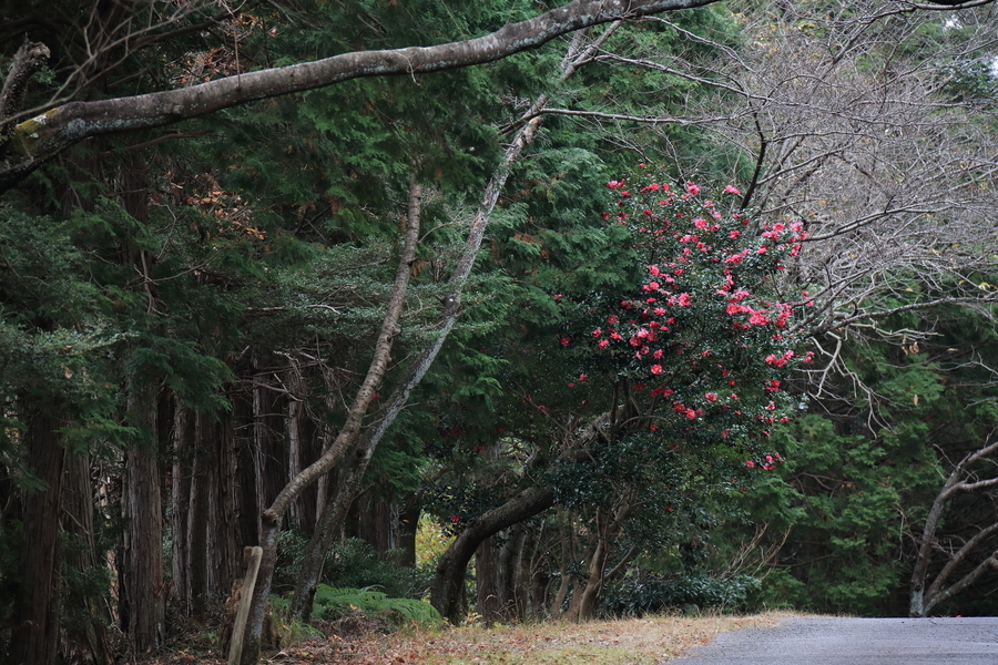 写真は、アスファルトの道が奥に伸び、その先に一本の赤い花を咲かせた木が見える。左側は道路に沿って緑の木々があります。