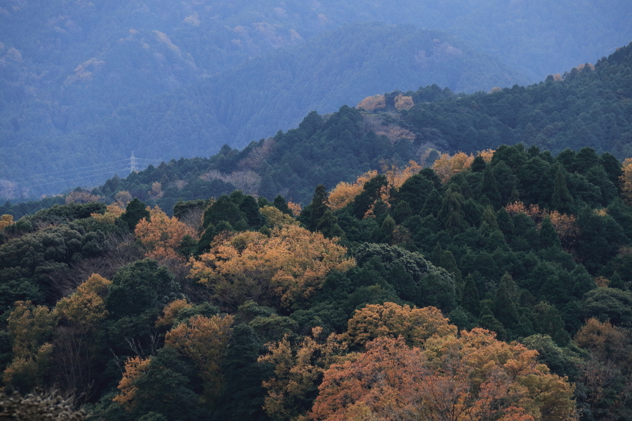 高台から所々、紅葉した木がある山の森の画像。