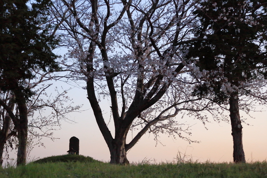 塚に小さな祠と石碑があり、その周りに桜の花が咲いた木と木がそれぞれ2本立っている。そのうしろは早朝の空が写っています。
