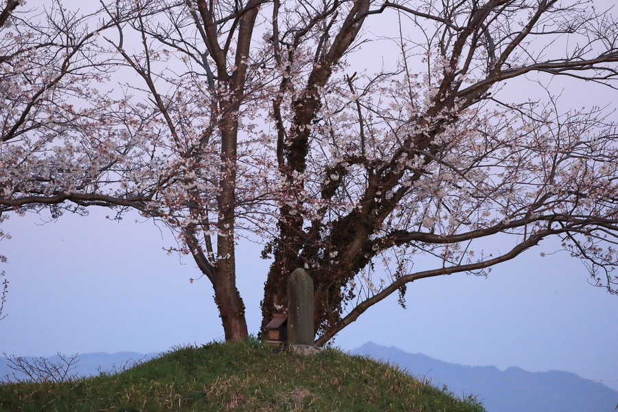 塚に小さな祠と石碑があり、その側には一本の桜の花が咲いた木が立っている。遠くに山並みと早朝の空が写っています。