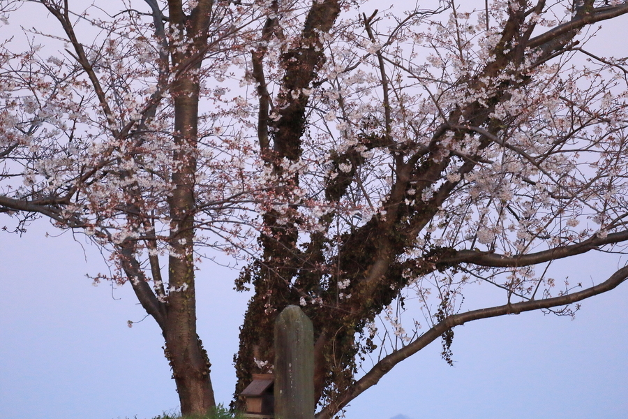 塚に小さな祠と石碑があり、その側には一本の桜の花が咲いた木が立っている。背景は夜明け前の淡いピンク色の空です。