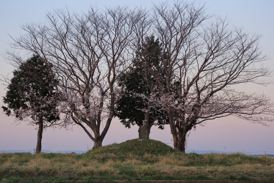 石碑のある小さな塚と2本の花の咲いた桜の木と2本の木が写っています。背景は明け方の桜色と蒼色の空です。