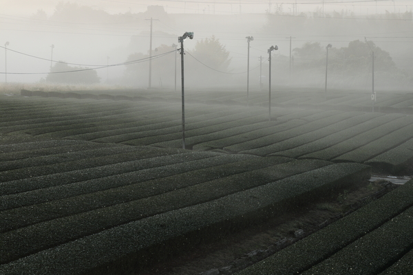 亀山市にある亀山中の山パイロット(亀山茶畑)・中の山配水池のお茶畑に発生した朝霧を撮影した写真②