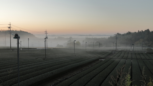亀山市にある亀山中の山パイロット(亀山茶畑)・中の山配水池のお茶畑に発生した朝霧を撮影した写真①