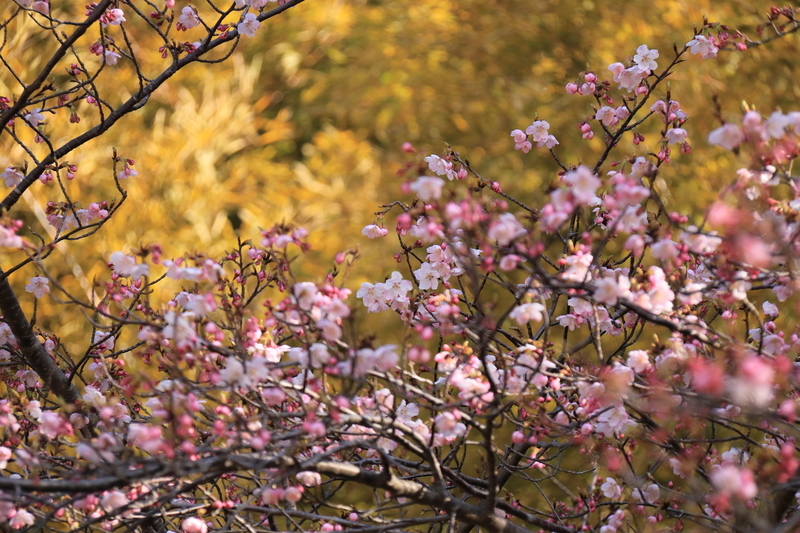 竹林を背景にして墓地の河津桜を撮影した写真①