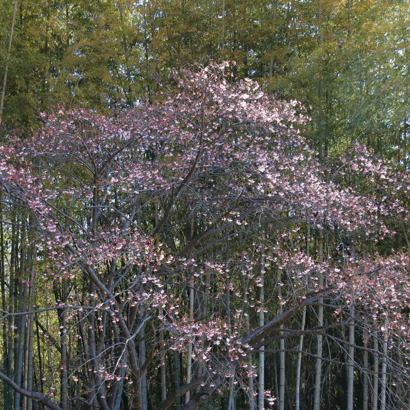 竹林を背景にして墓地の河津桜を撮影した写真③