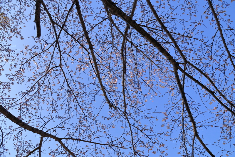 鈴鹿市の墓地の河津桜を撮影した画像①背景は春の青空。