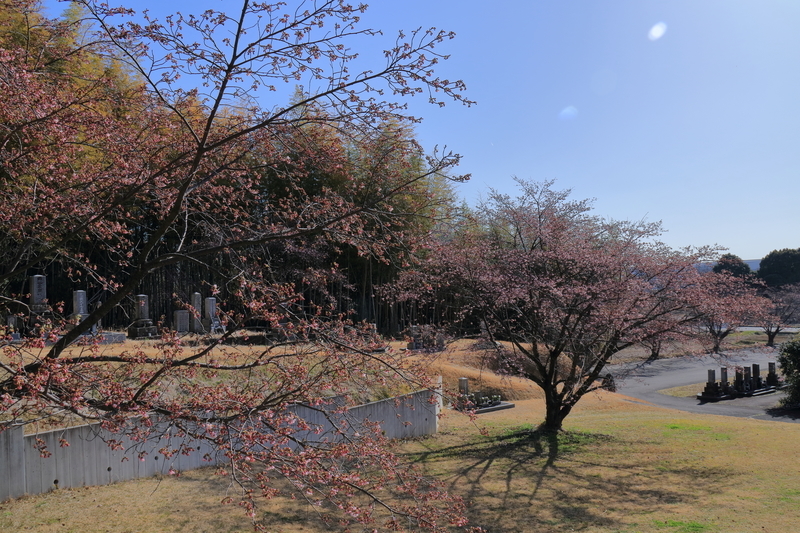 鈴鹿市の墓地の河津桜を撮影した画像②墓地の全体を写した。