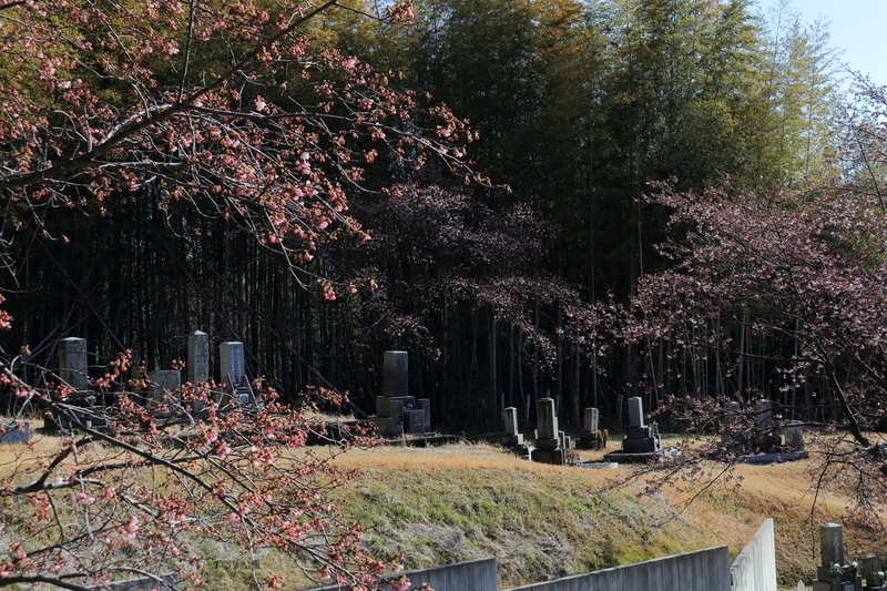 鈴鹿市の墓地の河津桜を撮影した画像③