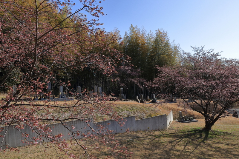 鈴鹿市の墓地の河津桜を撮影した画像④
