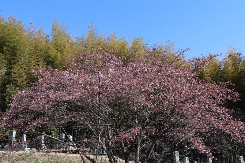 鈴鹿市の墓地の河津桜を撮影した画像⑤