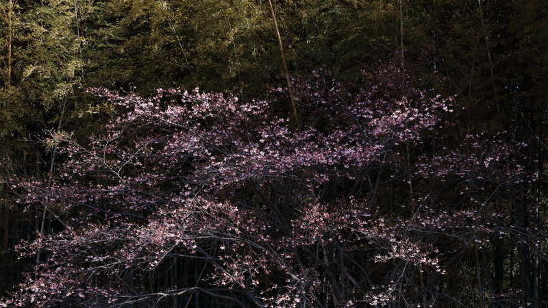 竹林を背景にして墓地の河津桜を撮影した写真②