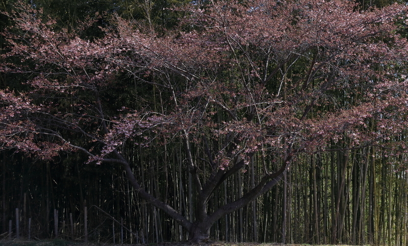 竹林を背景にして墓地の河津桜を撮影した写真⑥