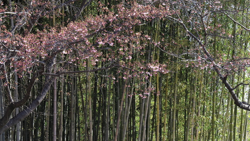 竹林を背景にして墓地の河津桜を撮影した写真④