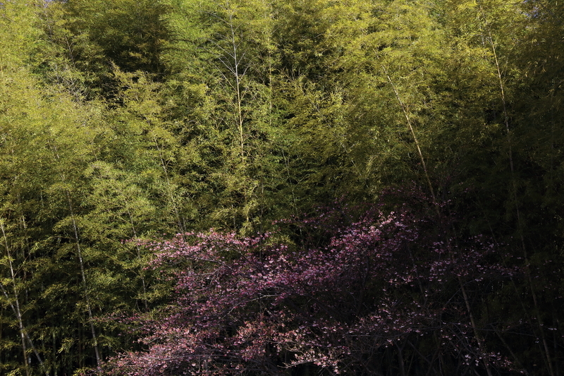 竹林を背景にして墓地の河津桜を撮影した写真⑤