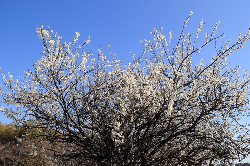 鈴鹿市の墓地の河津桜を撮影した画像⑥一つだけあった梅の花。
