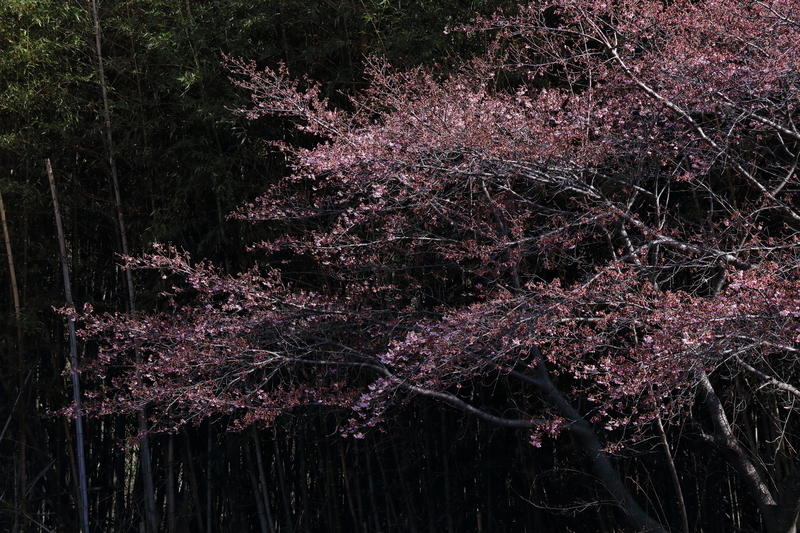 竹林を背景にして墓地の河津桜を撮影した写真⑦