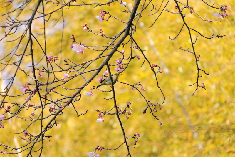 竹林を背景に河津桜とメジロを撮影した写真①