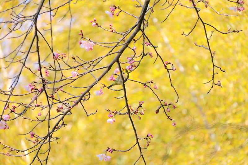 竹林を背景に河津桜とメジロを撮影した写真②