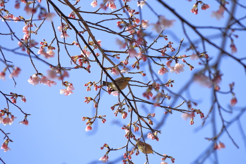 青空を背景に河津桜とメジロを撮影した写真⑥
