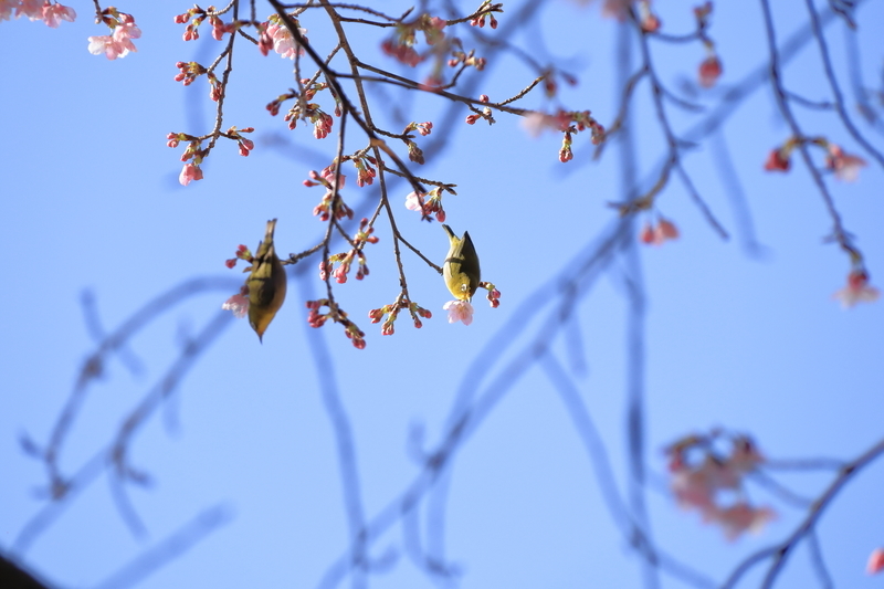 青空を背景に河津桜とメジロを撮影した写真⑤ペアのメジロが河津桜の枝にぶら下がっている。