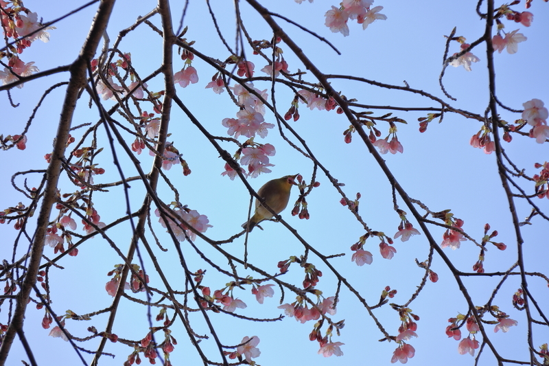 青空を背景に河津桜とメジロを撮影した写真⑦鳴いているみたいにクチバシが開いている。