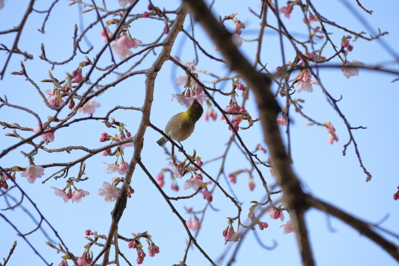 青空を背景に河津桜とメジロを撮影した写真②メジロが河津桜の蜜を吸っている。