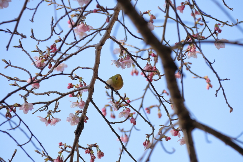 青空を背景に河津桜とメジロを撮影した写真④