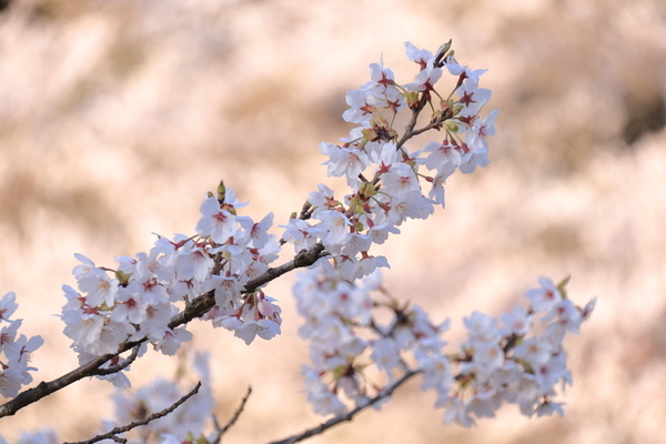 津市、安濃ダムの錫杖湖の湖畔で満開の桜を桜のピンクを背景にして撮影した画像①